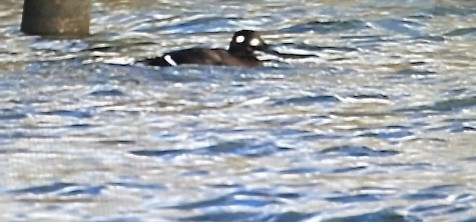White-winged Scoter - ML644856665