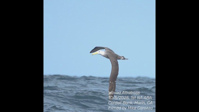 albatros galapážský - ML644856677