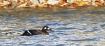 White-winged Scoter - ML644856678