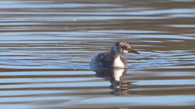 Пірникоза сірощока - ML644856686