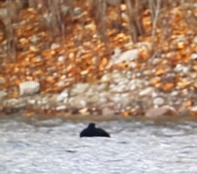 Black Scoter - ML644856716