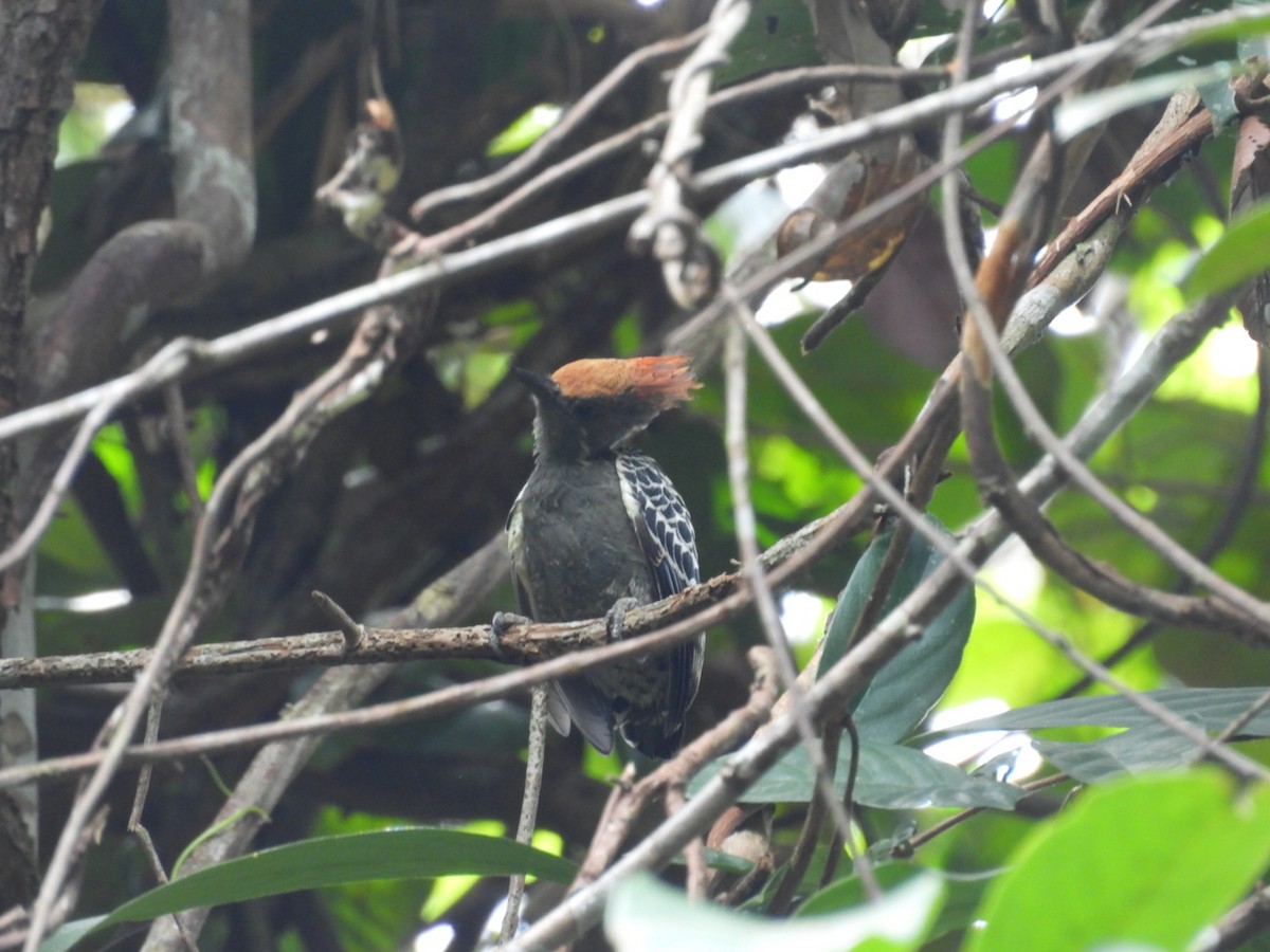 rødtopphjertespett - ML644856730