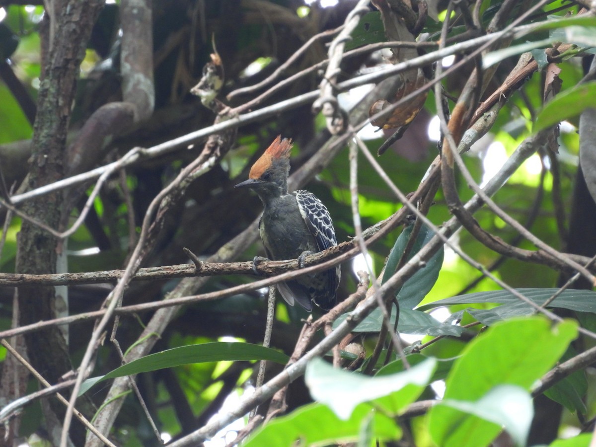 rødtopphjertespett - ML644856731