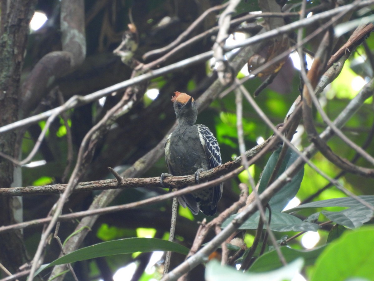 rødtopphjertespett - ML644856732