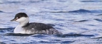 Horned Grebe - ML644856739