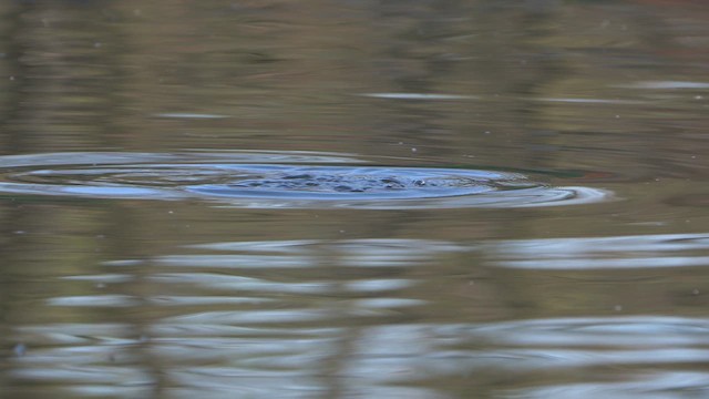 Пірникоза сірощока - ML644856741