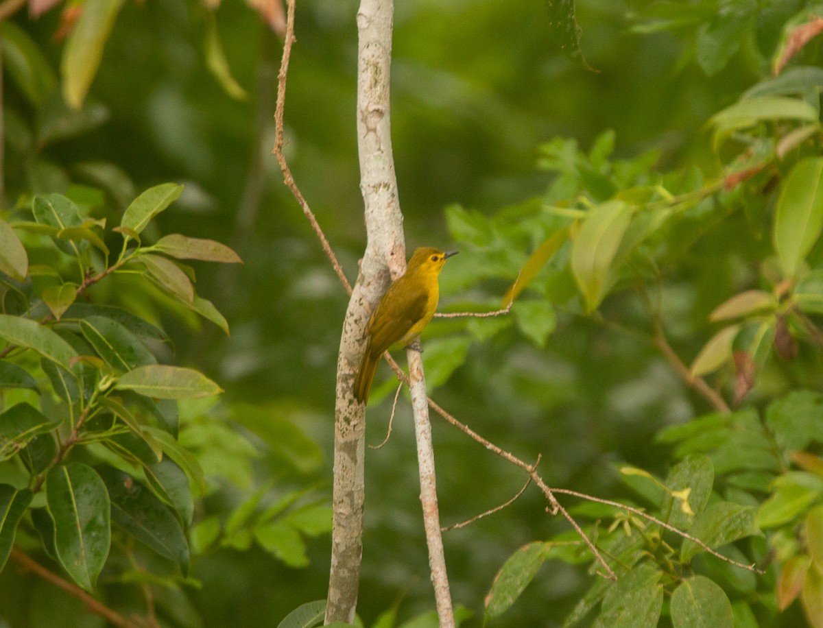 キマユヒヨドリ - ML644856752