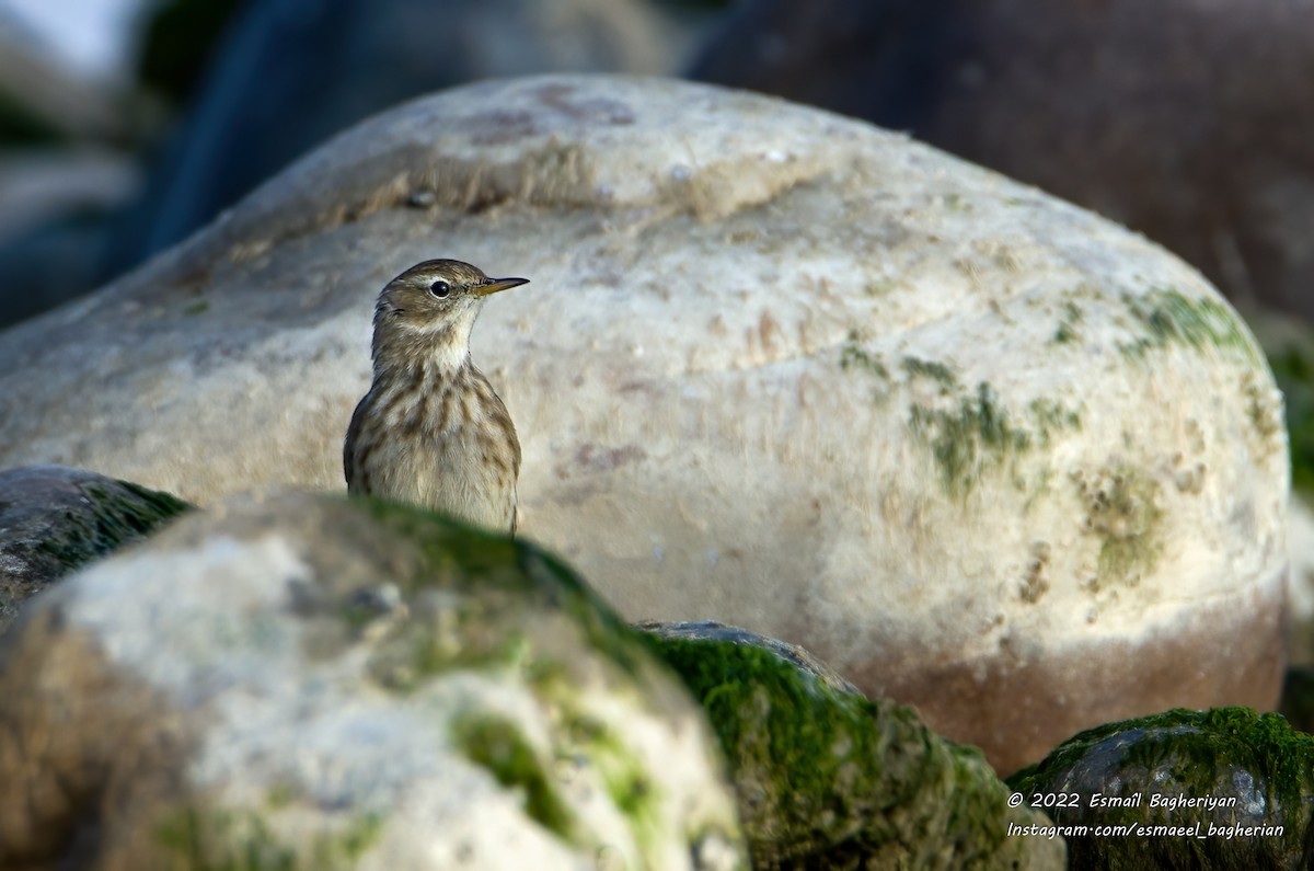 Water Pipit - ML644856759
