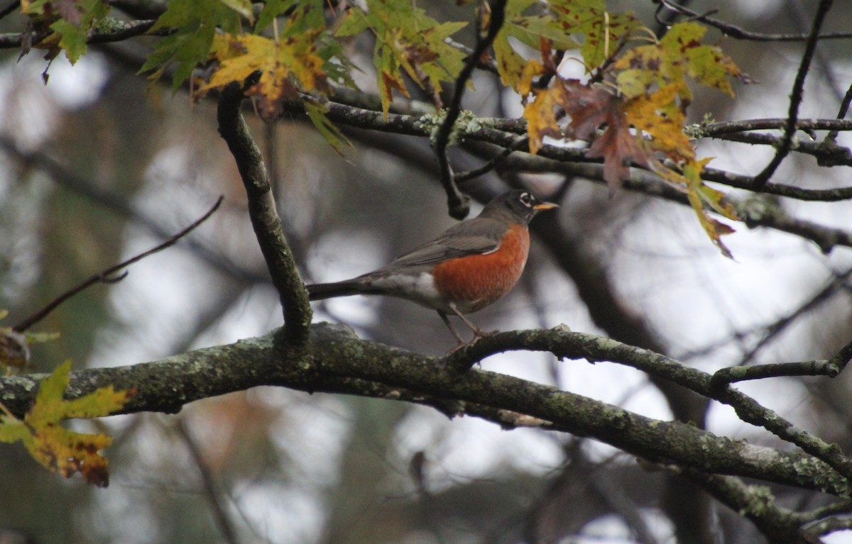 American Robin - ML644856765