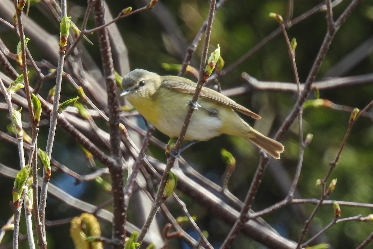 Philadelphia Vireo - ML644856773