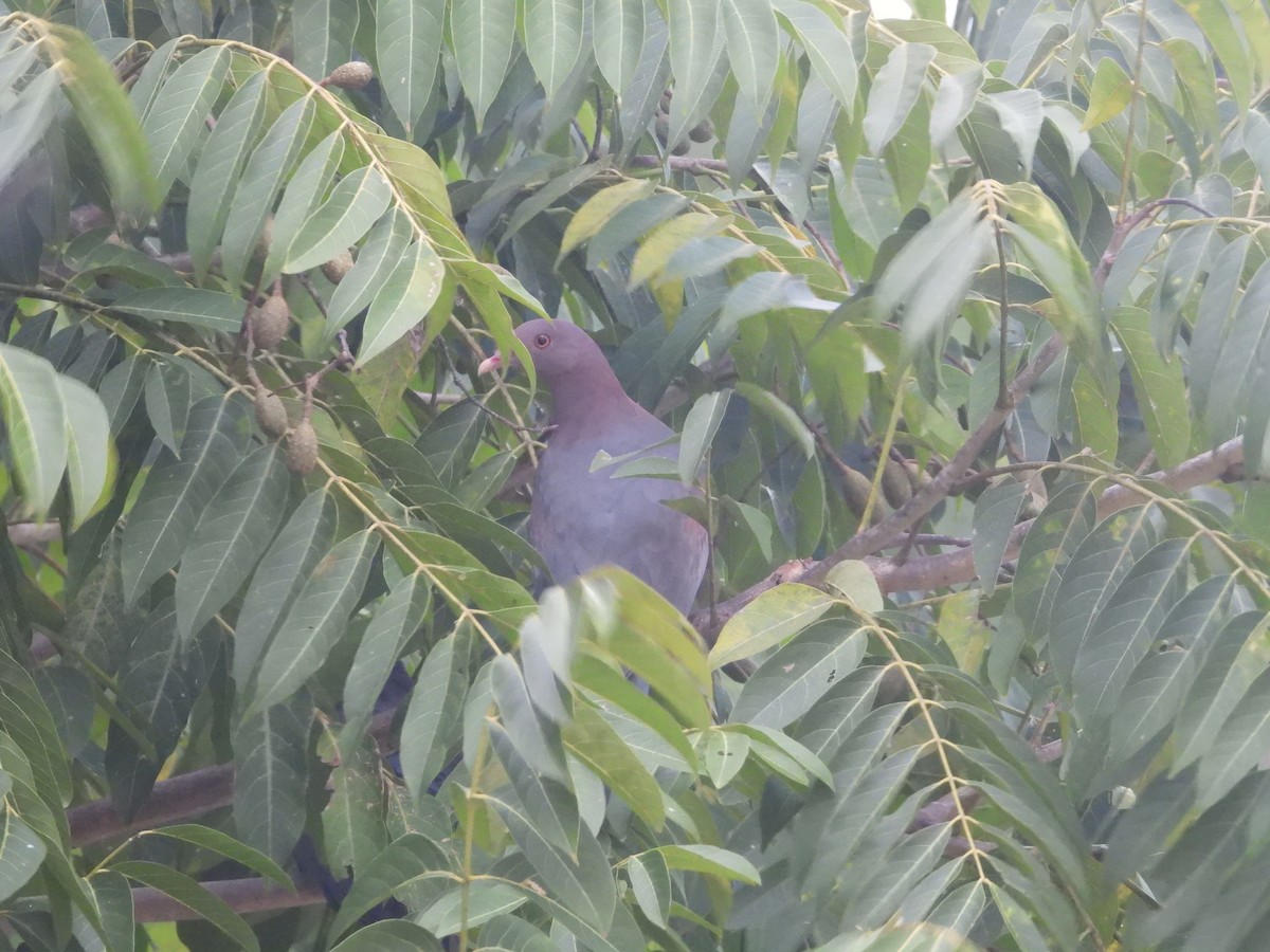 Red-billed Pigeon - ML644856780