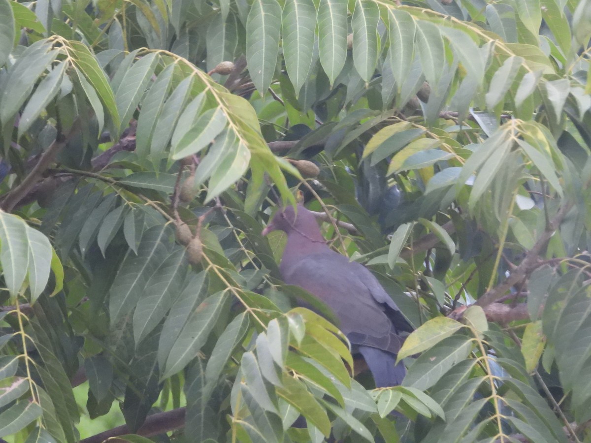 Red-billed Pigeon - ML644856781