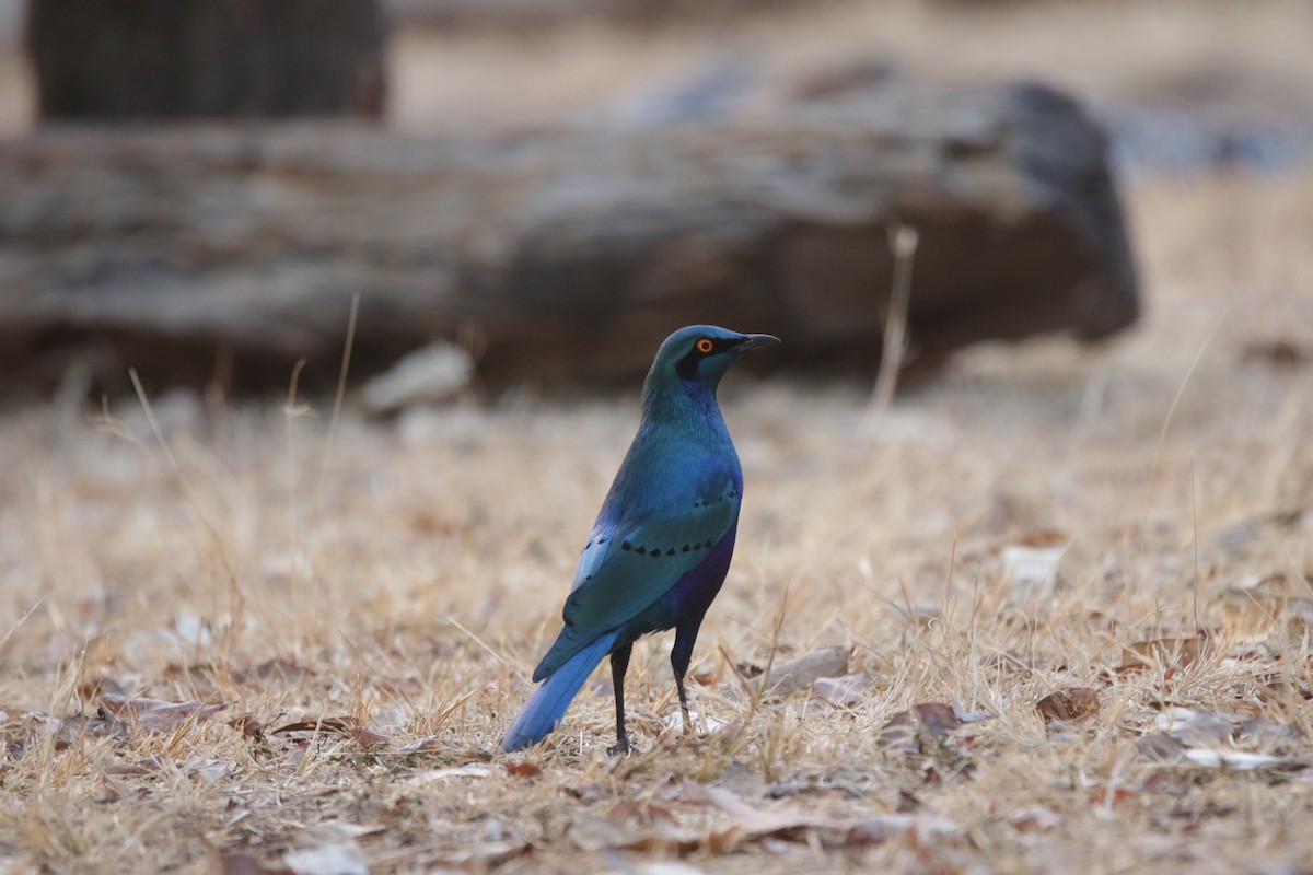 セイキムクドリ - ML644856783