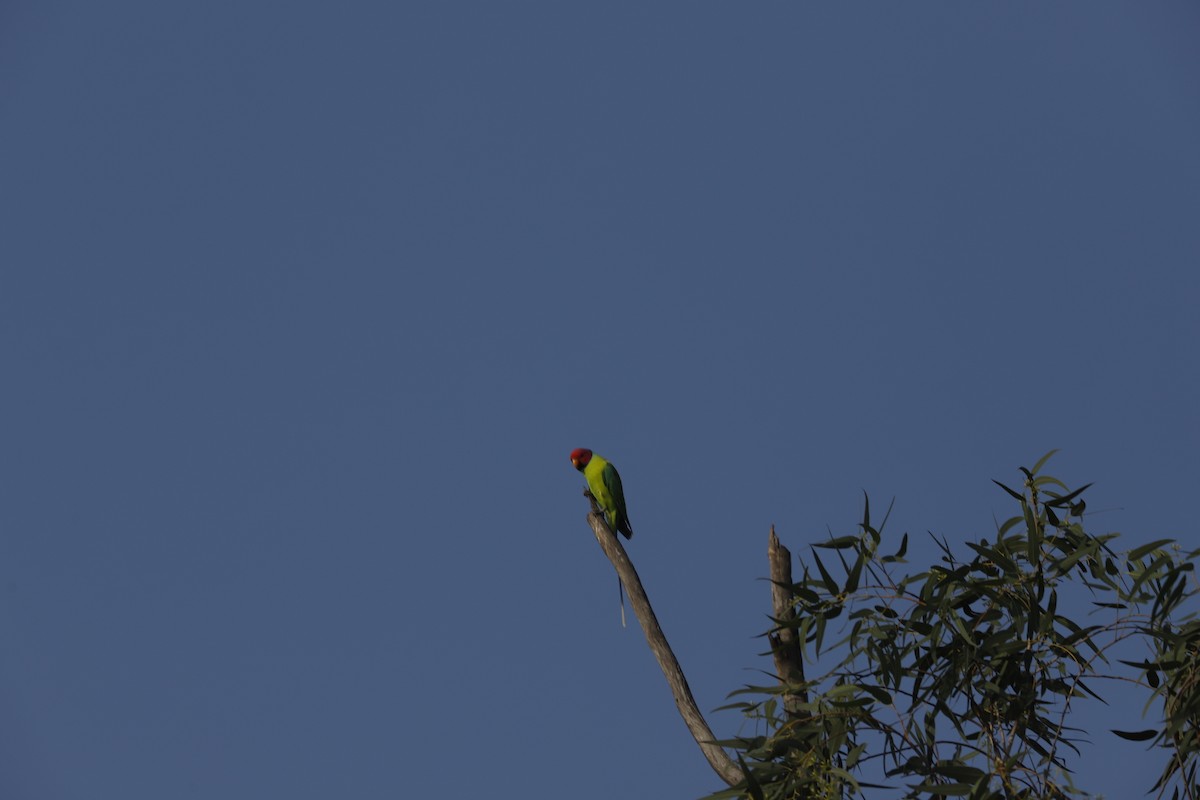 コセイインコ - ML644856784