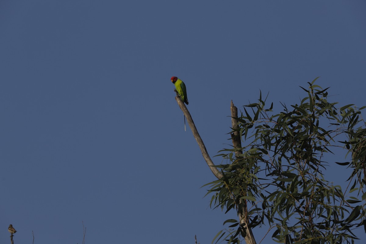 コセイインコ - ML644856785