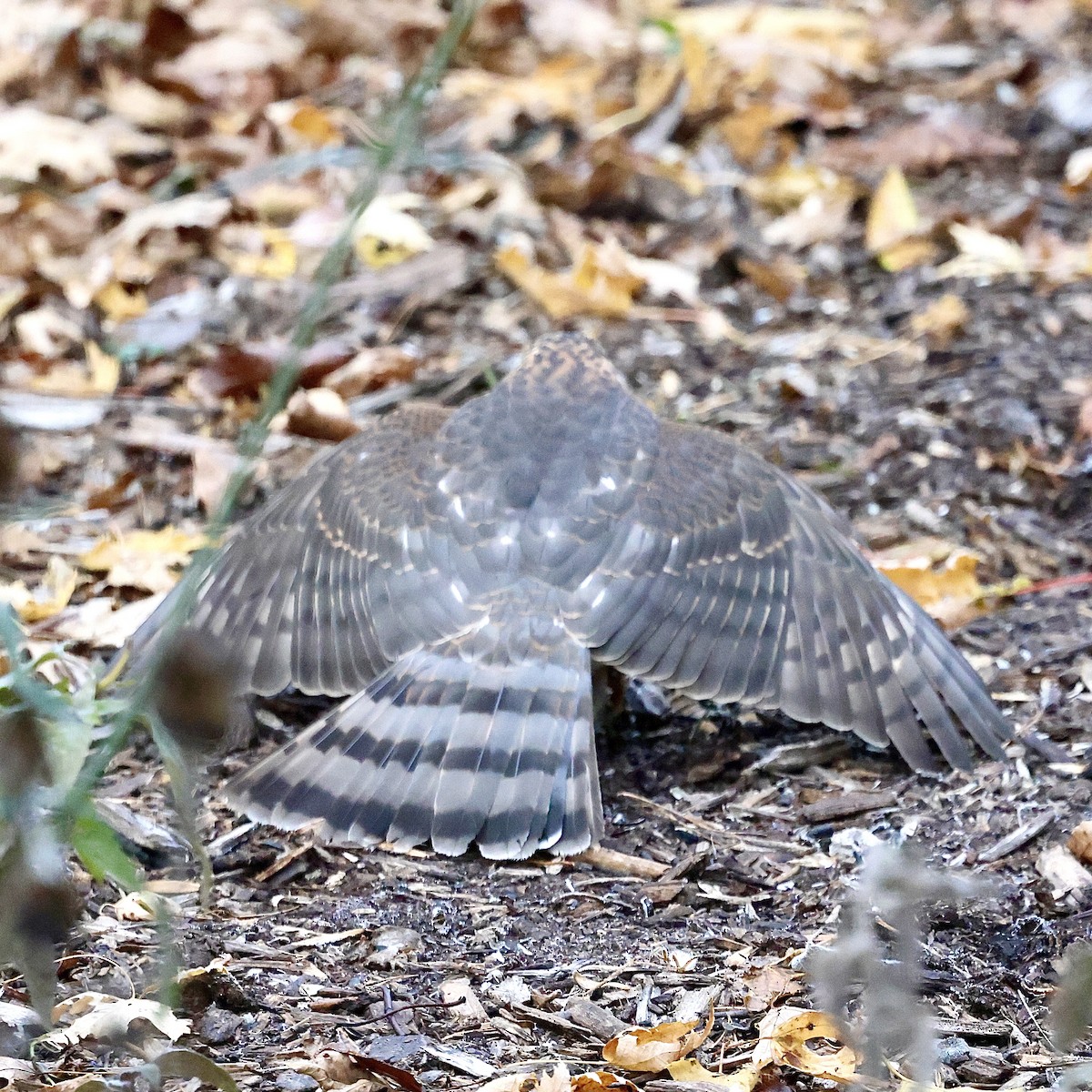 Sharp-shinned Hawk - ML644856791