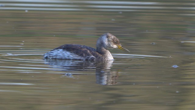 Пірникоза сірощока - ML644856792