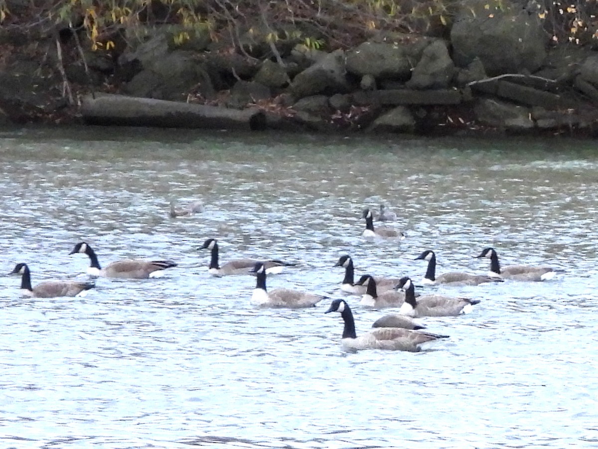 Canada Goose - ML644856800