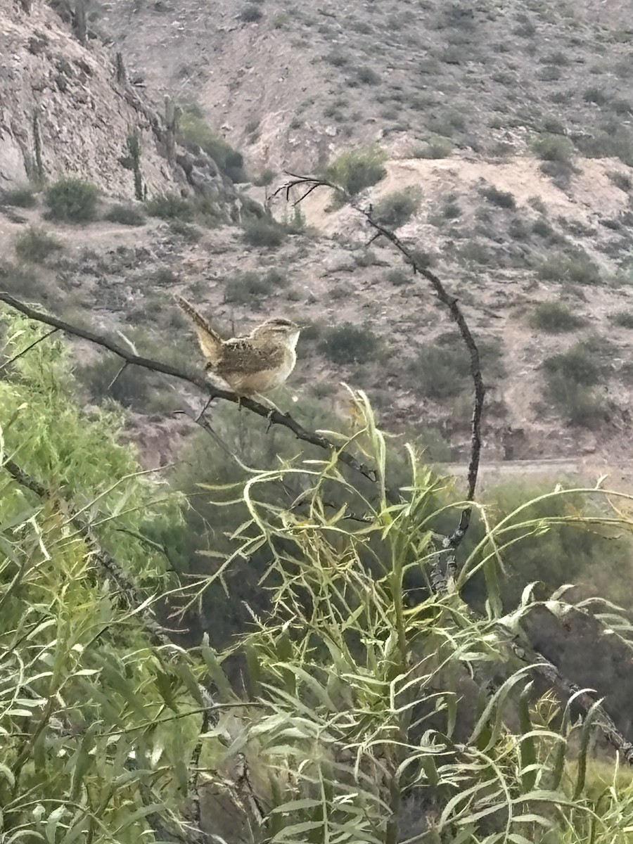Grass Wren - ML644856809