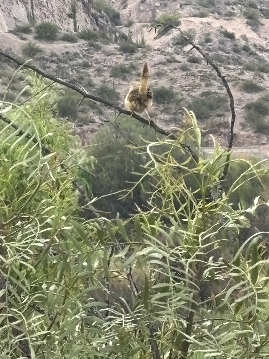 Grass Wren - ML644856810