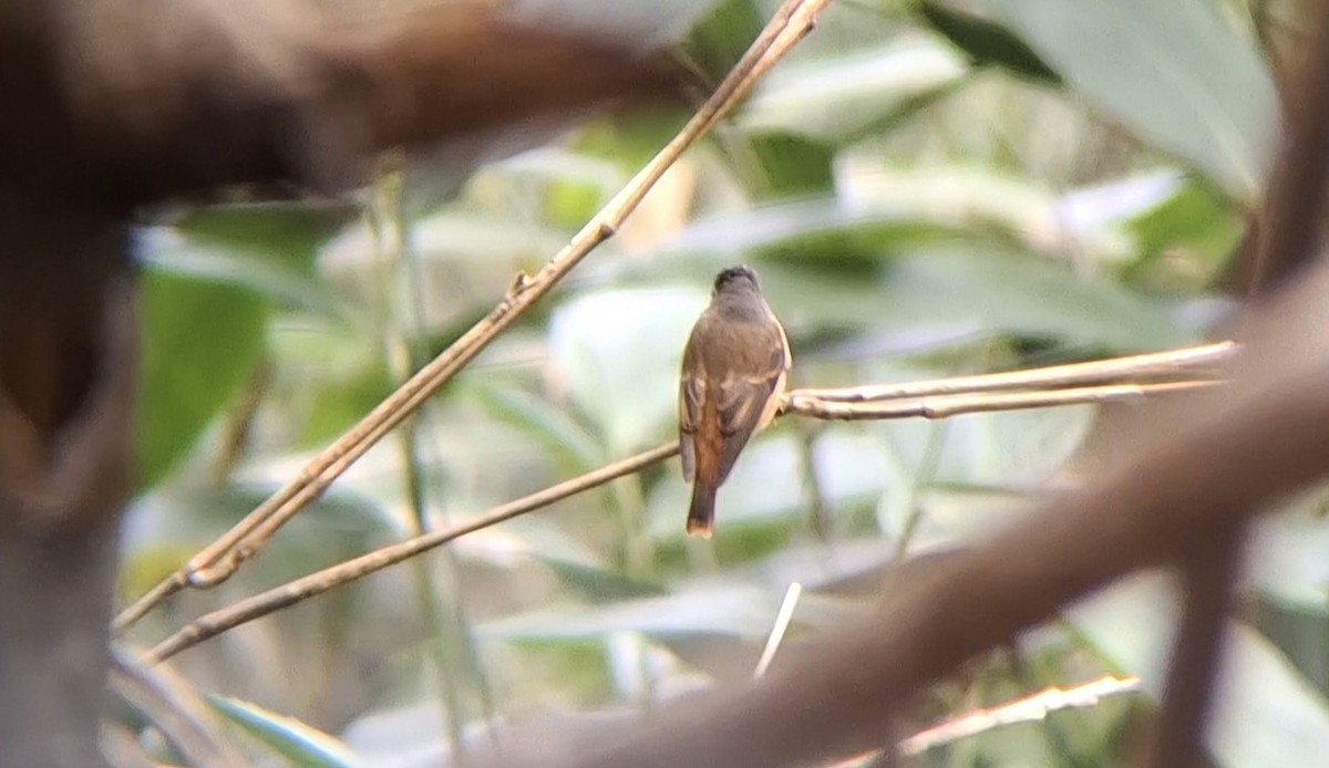 Ferruginous Flycatcher - ML644856827