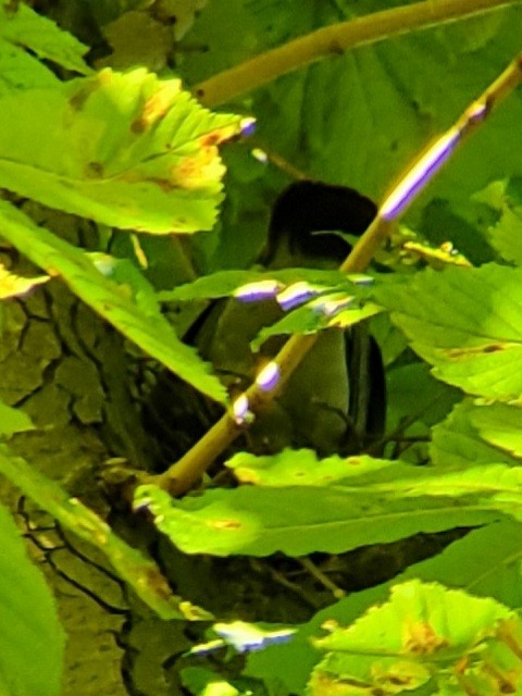 Common Wood-Pigeon - ML644856830