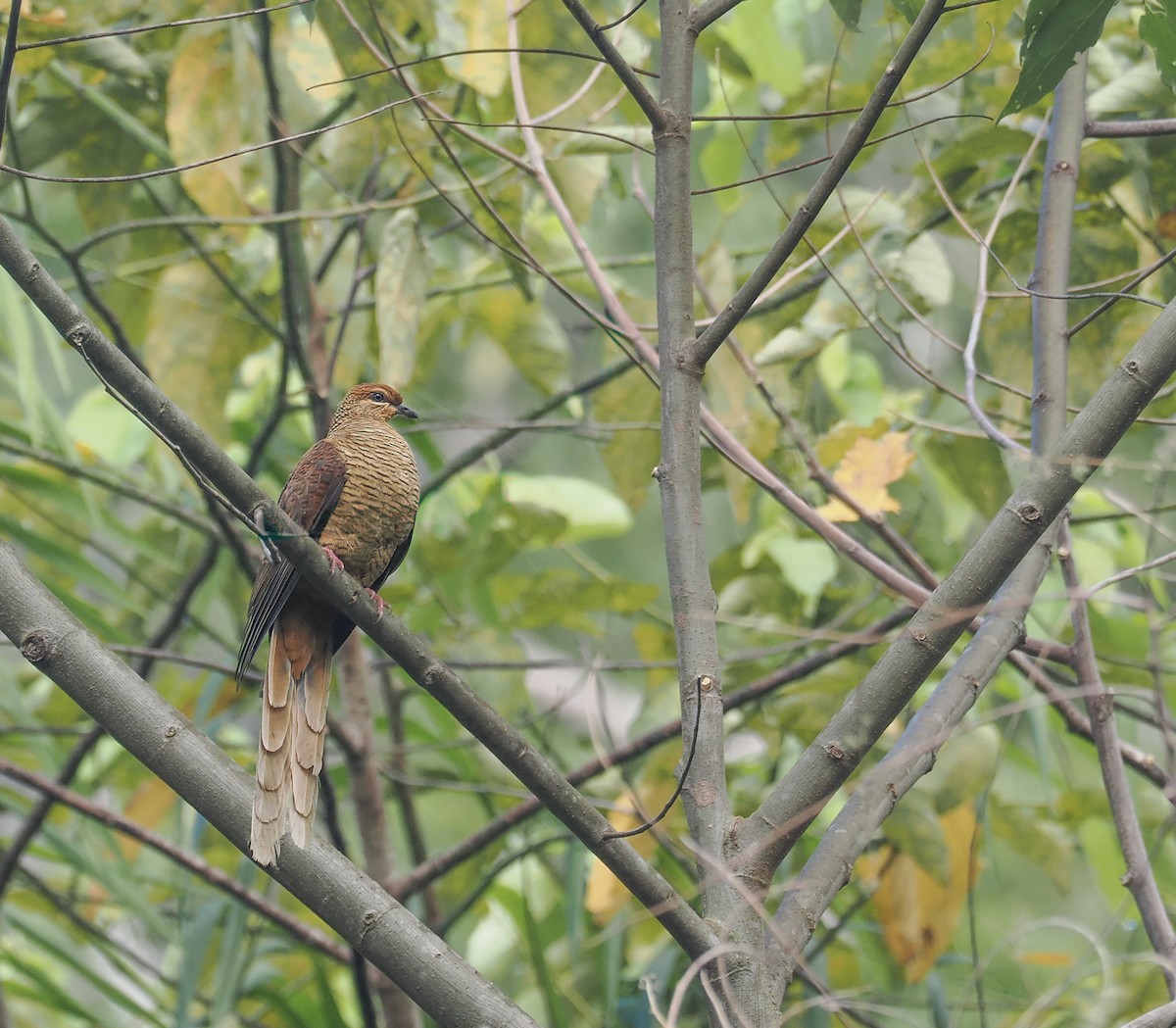 Timor Cuckoo-Dove - ML644856834