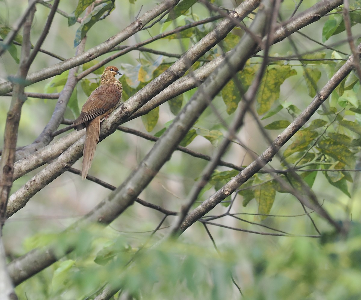 Timor Cuckoo-Dove - ML644856835