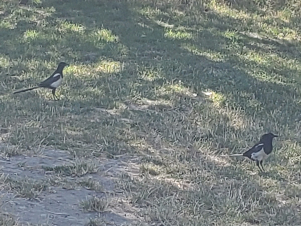 Eurasian Magpie - ML644856837