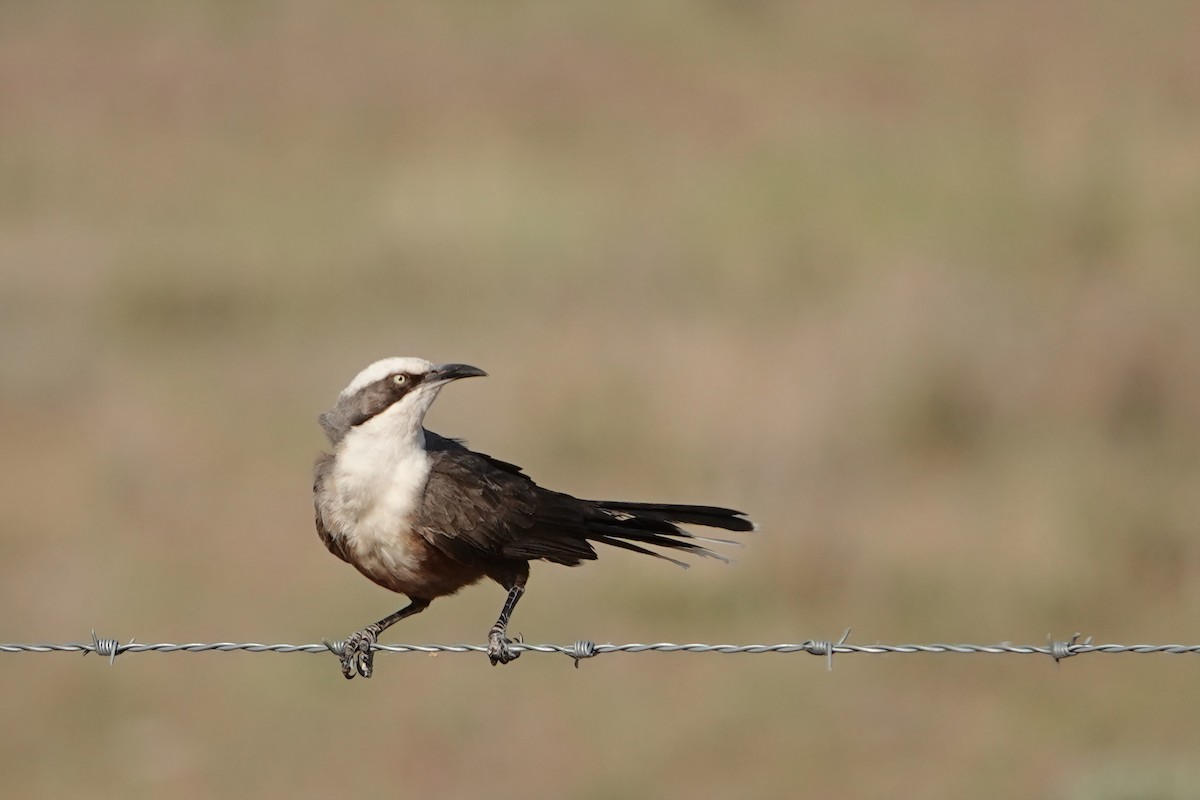 オーストラリアマルハシ - ML644856841