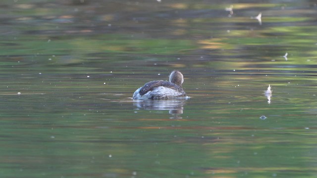 Пірникоза сірощока - ML644856850