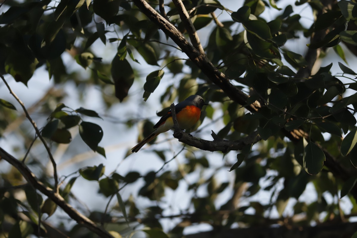 Small Minivet - ML644856854