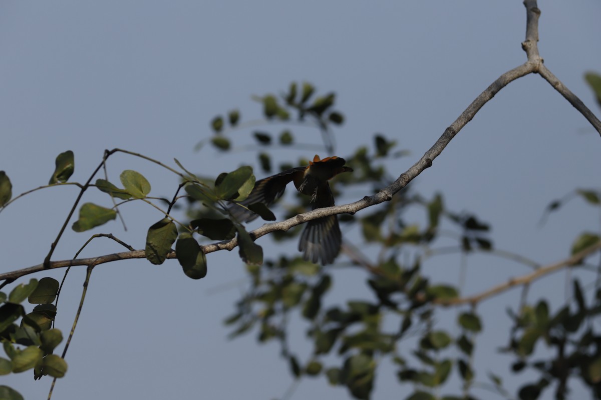 Small Minivet - ML644856855