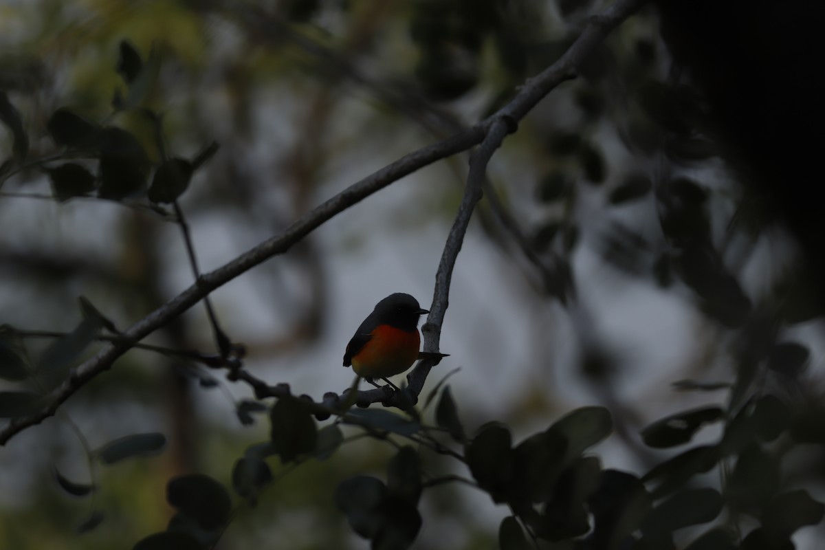 Small Minivet - ML644856856