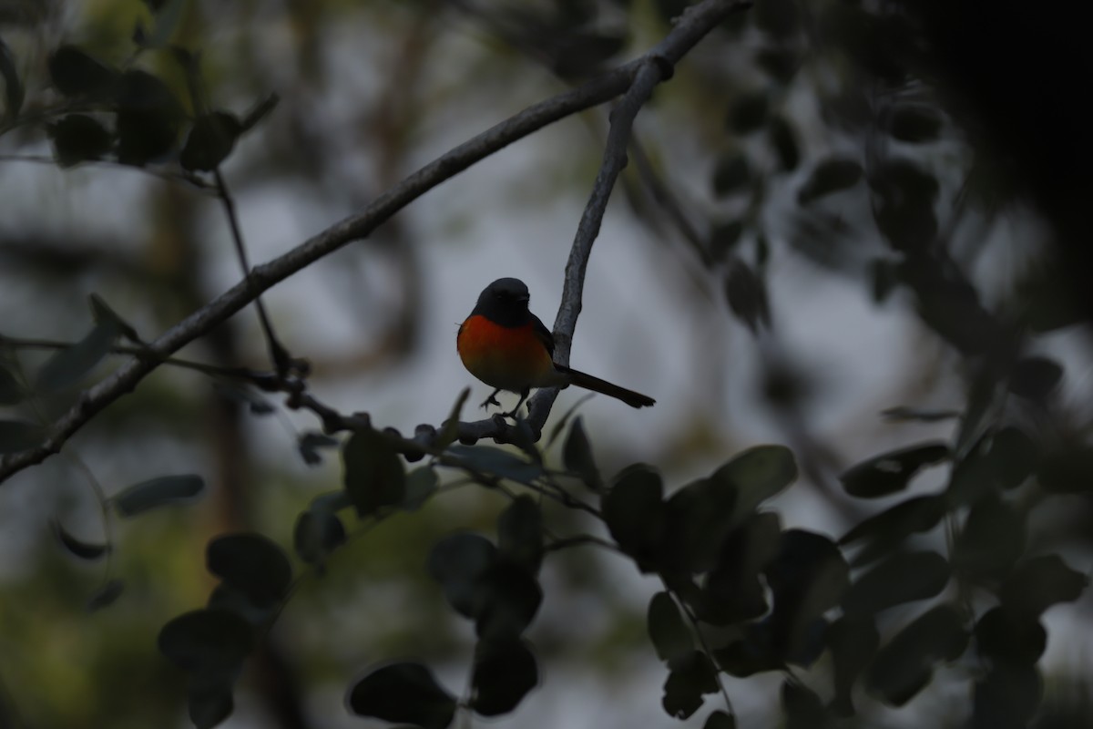 Small Minivet - ML644856857