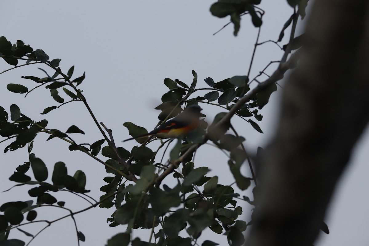 Small Minivet - ML644856858