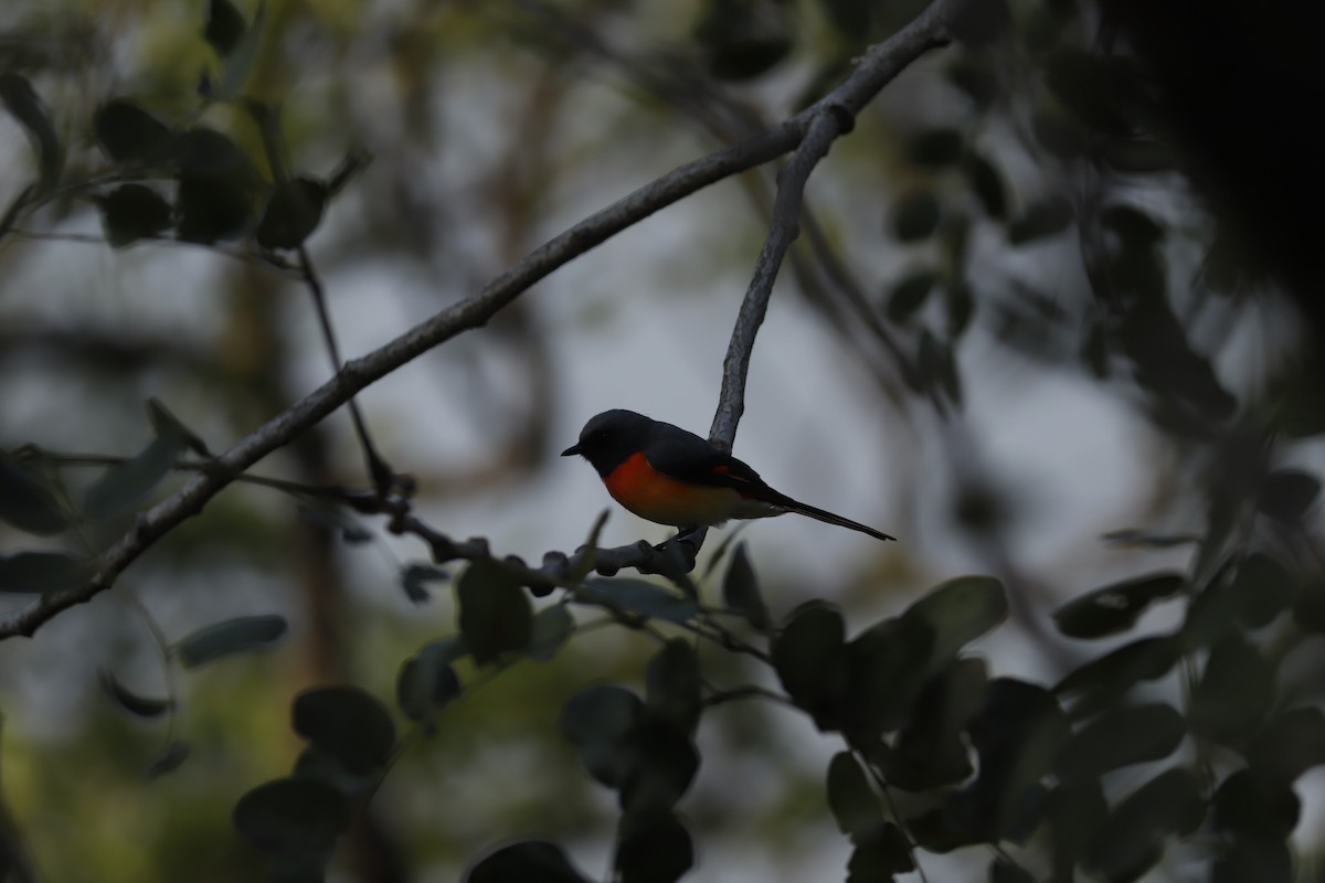 Small Minivet - ML644856859