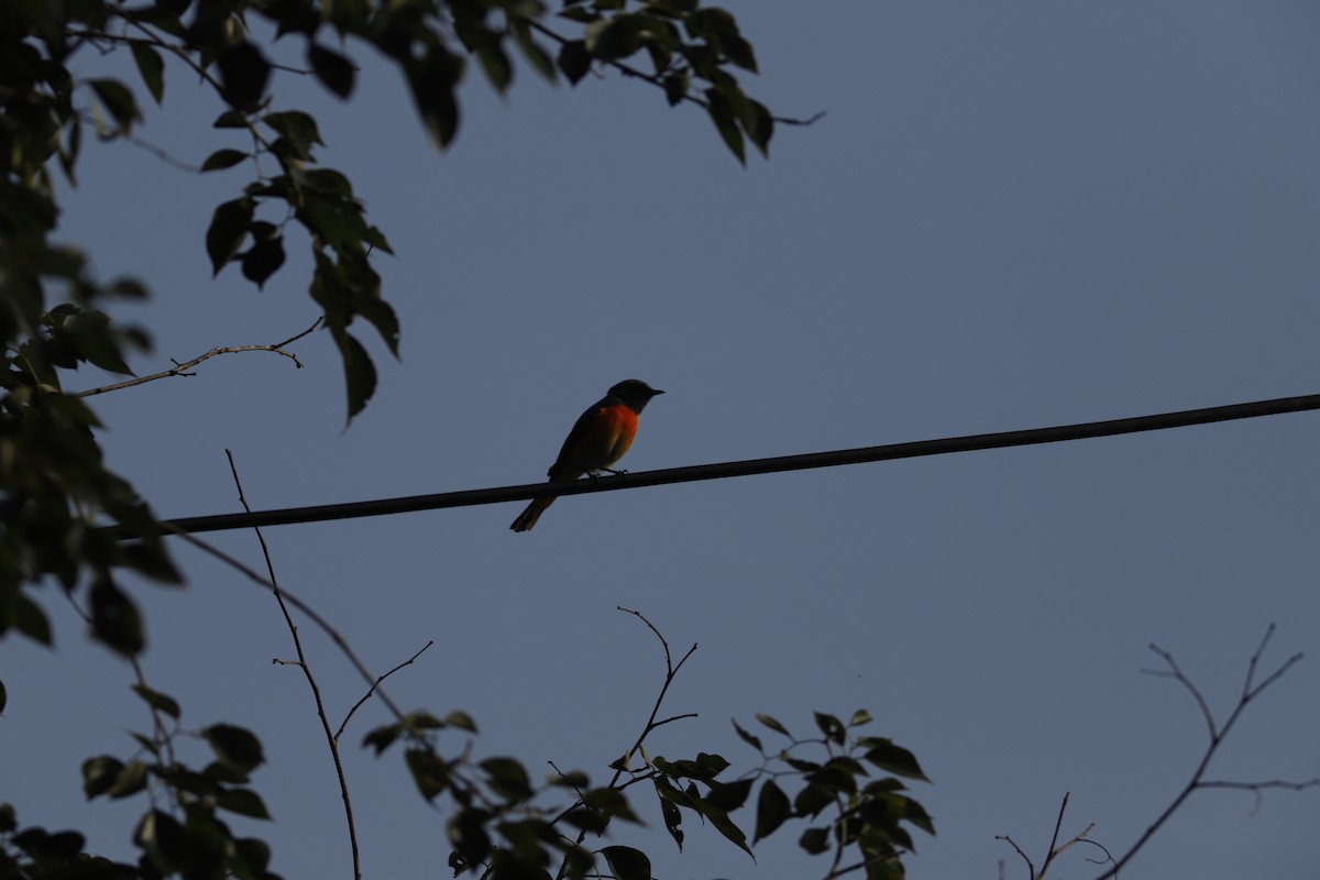 Small Minivet - ML644856860