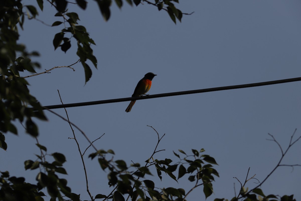 Small Minivet - ML644856861