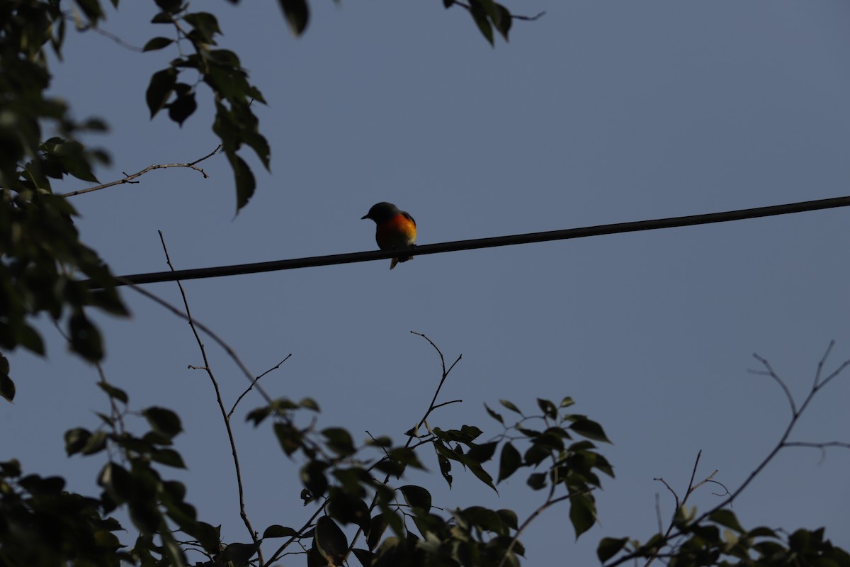 Small Minivet - ML644856862