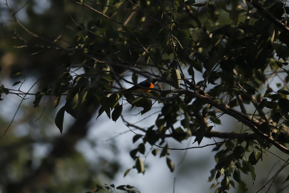 Small Minivet - ML644856863
