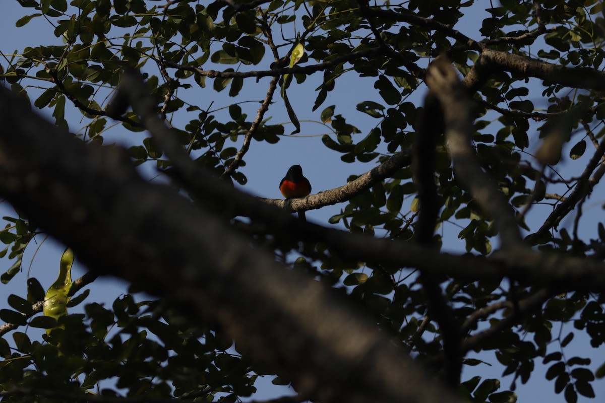 Small Minivet - ML644856864