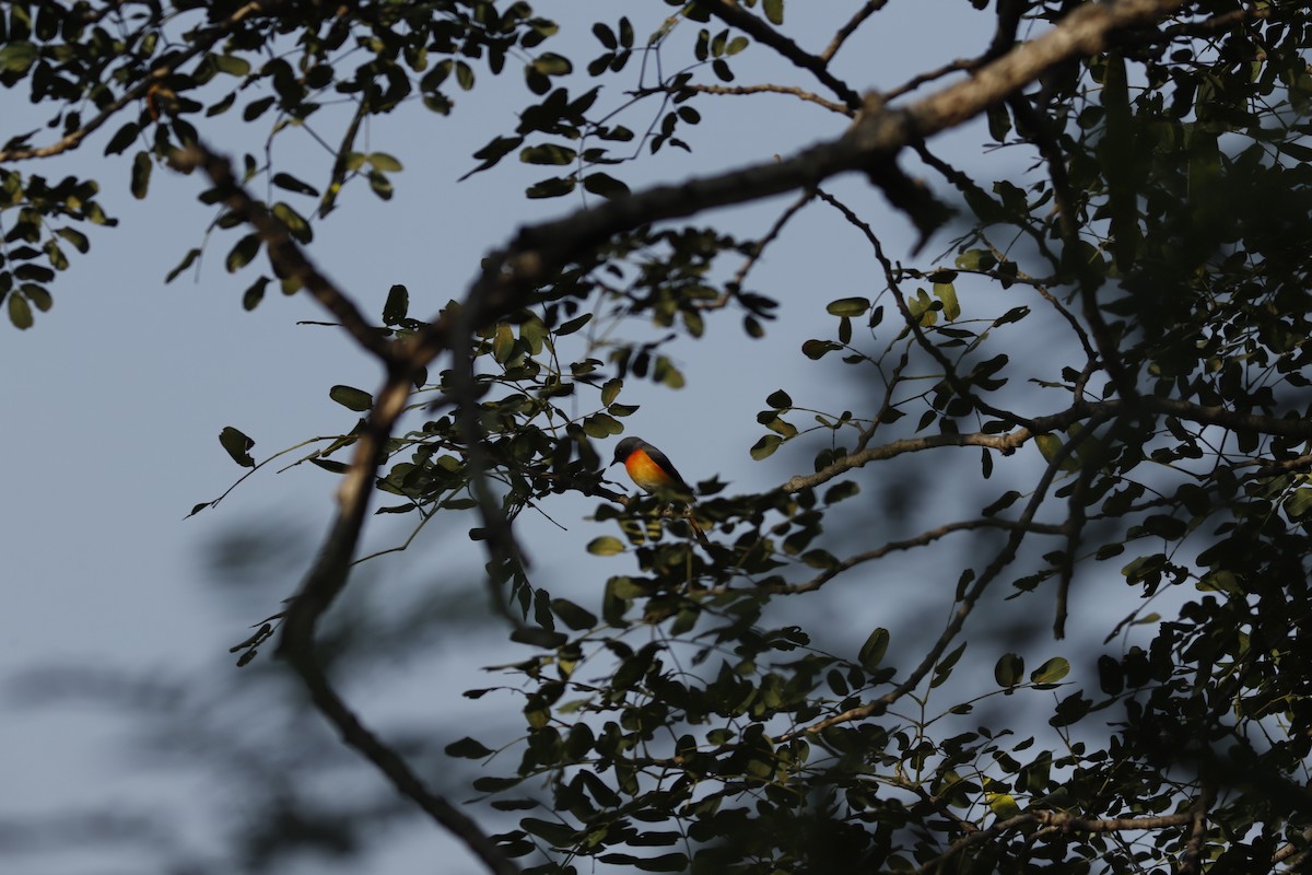 Small Minivet - ML644856865