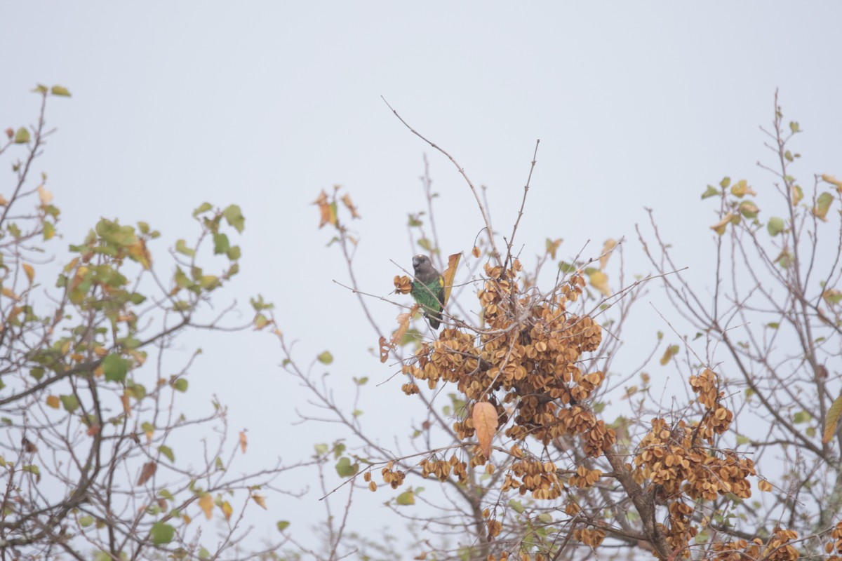 Meyer's Parrot - ML644856872