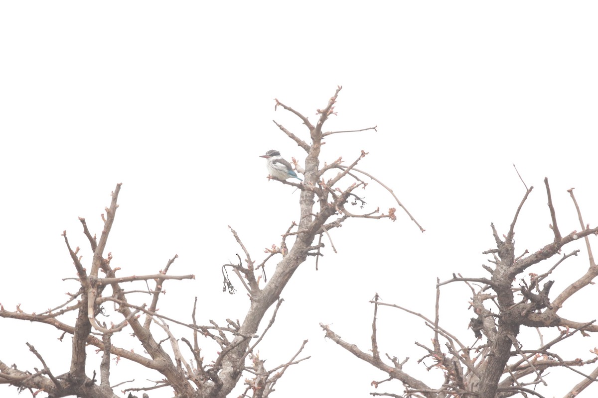 Striped Kingfisher - ML644856880