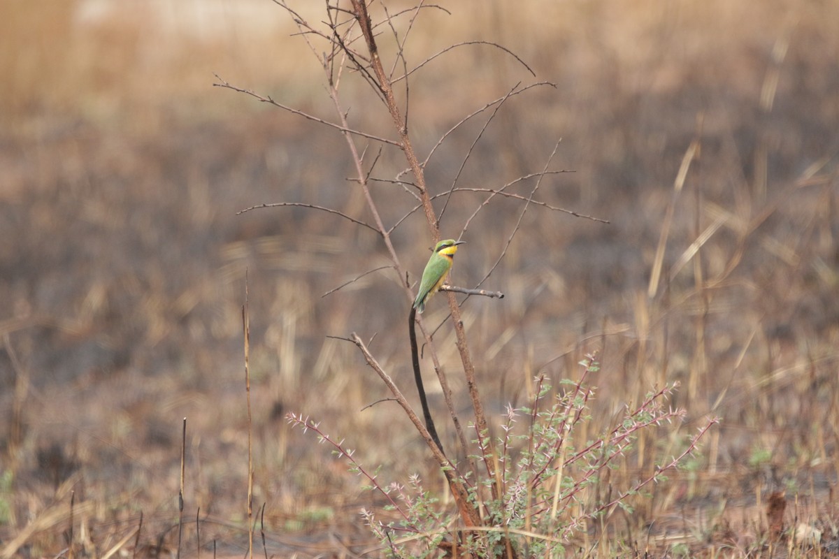 Little Bee-eater - ML644856888
