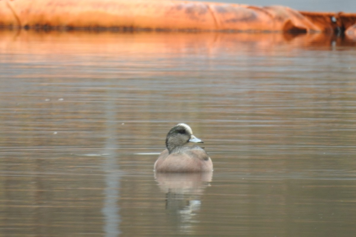 American Wigeon - ML644856895