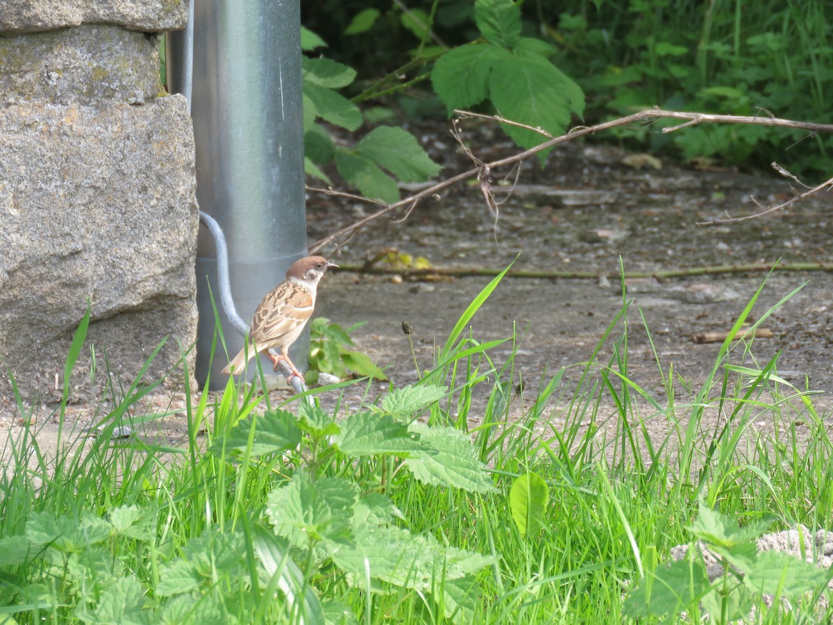 Eurasian Tree Sparrow - ML644856897