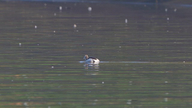 Пірникоза сірощока - ML644856902