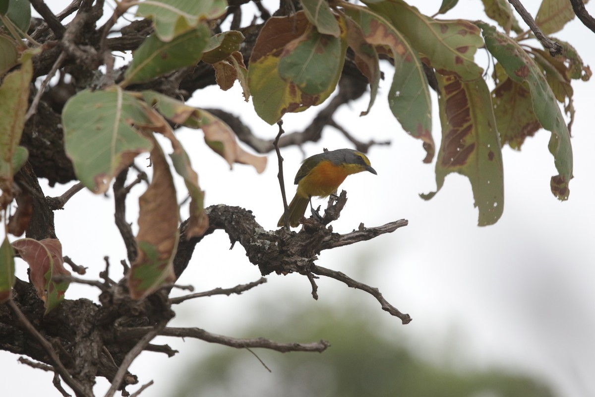 Sulphur-breasted Bushshrike - ML644856903